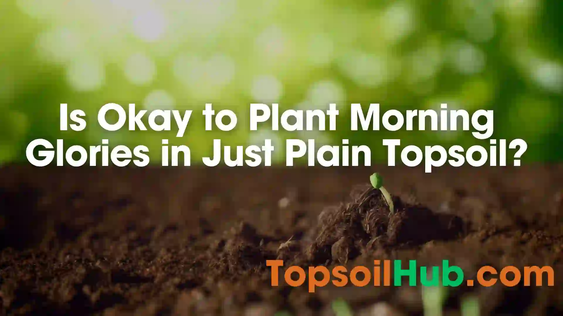 Is Okay to Plant Morning Glories in Just Plain Topsoil