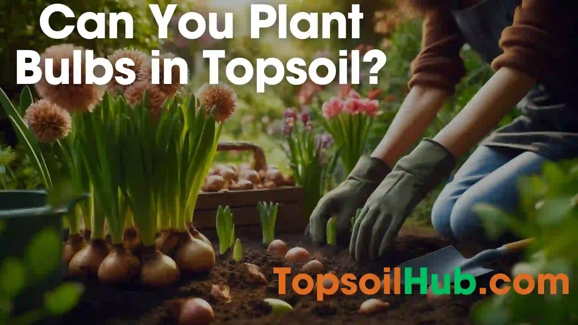 Can You Plant Bulbs in Topsoil